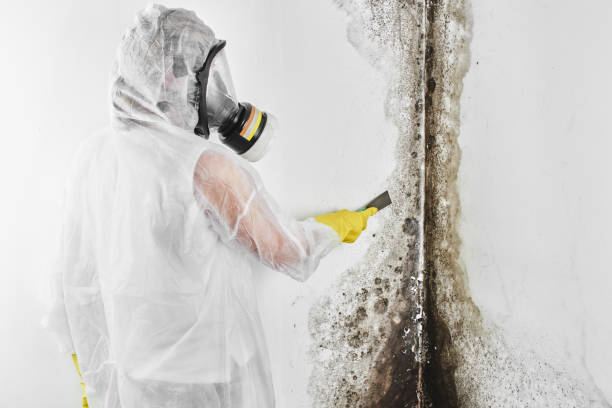 Professional Mold Removal in Stansbury Park, UT