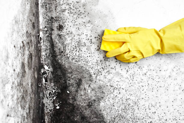 Best Crawl Space Mold Removal  in Stansbury Park, UT