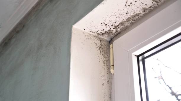 Best Residential Mold Removal  in Stansbury Park, UT