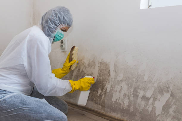 Best Best Mold Removal Companies  in Stansbury Park, UT