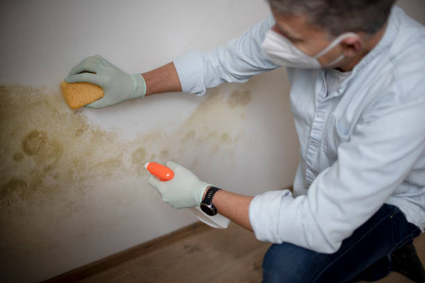 Home Mold Removal in Stansbury Park, UT