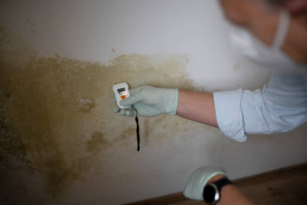 Best Office Mold Removal Services  in Stansbury Park, UT