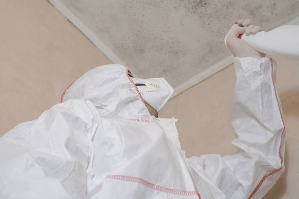 Best Local Mold Removal Service  in Stansbury Park, UT