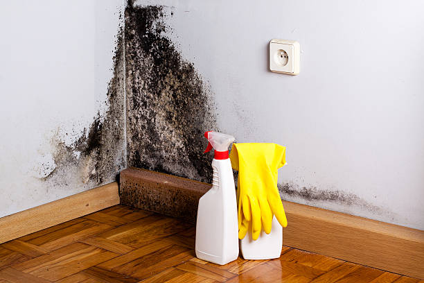 Office Mold Removal Services in Stansbury Park, UT