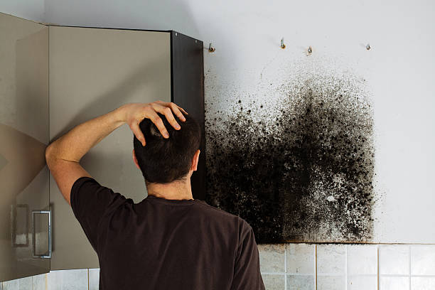 Best Toxic Mold Removal  in Stansbury Park, UT