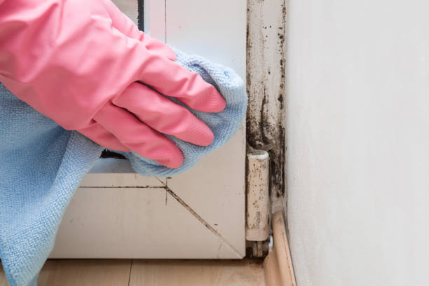 Best Fast Mold Removal  in Stansbury Park, UT